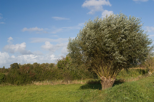 Weiden im Wind