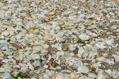 Muscheln