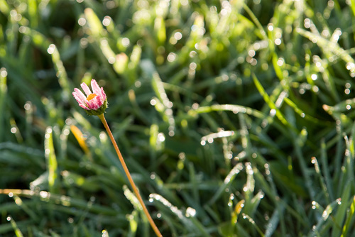 Blümchen am Wegesrand