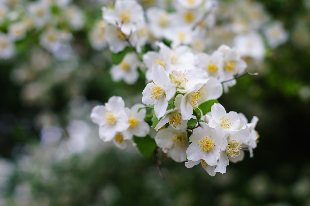 Sony α7 mit MD Rokkor 1.2/50, @f2.8, 1/1000 Sony α7 mit MD Rokkor 1.2/50, @f2.8, 1/1000