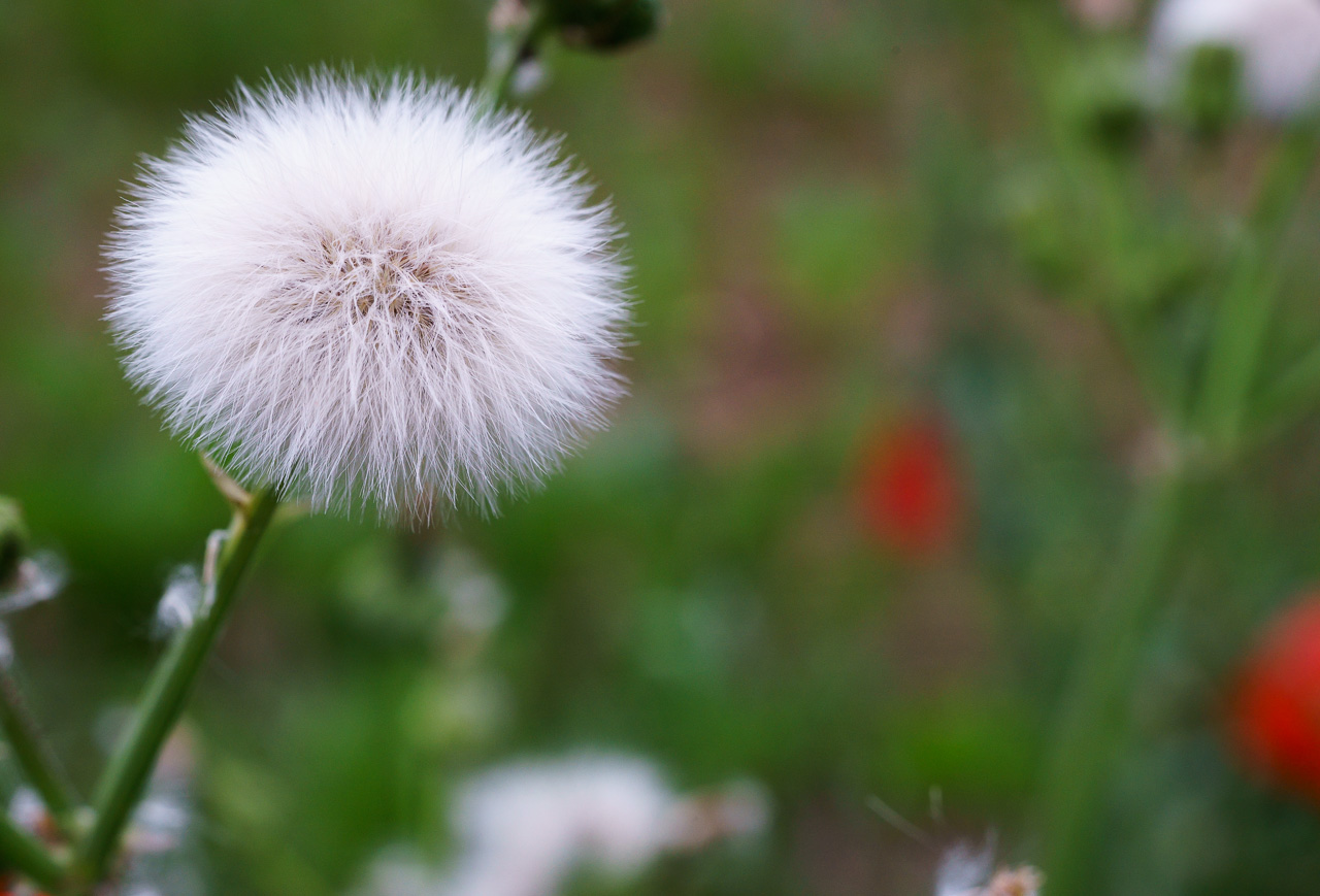 Distel, Minolta MC-Rokkor 3.5/50 Macro, @f8, 1/320s, ISO800