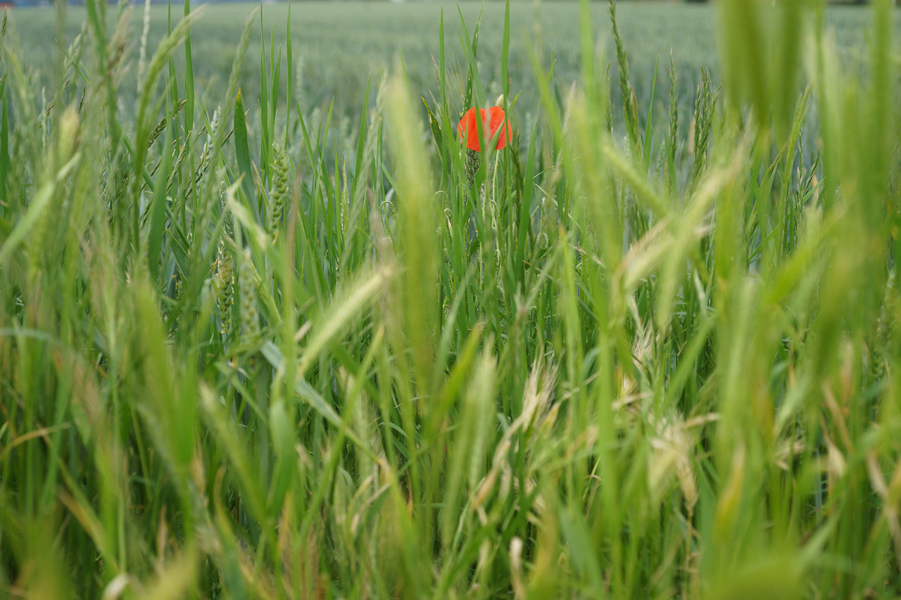 Mohn im Korn, Minolta MC-Rokkor 3.5/50 Macro, @f3.5, 1/320s, ISO200